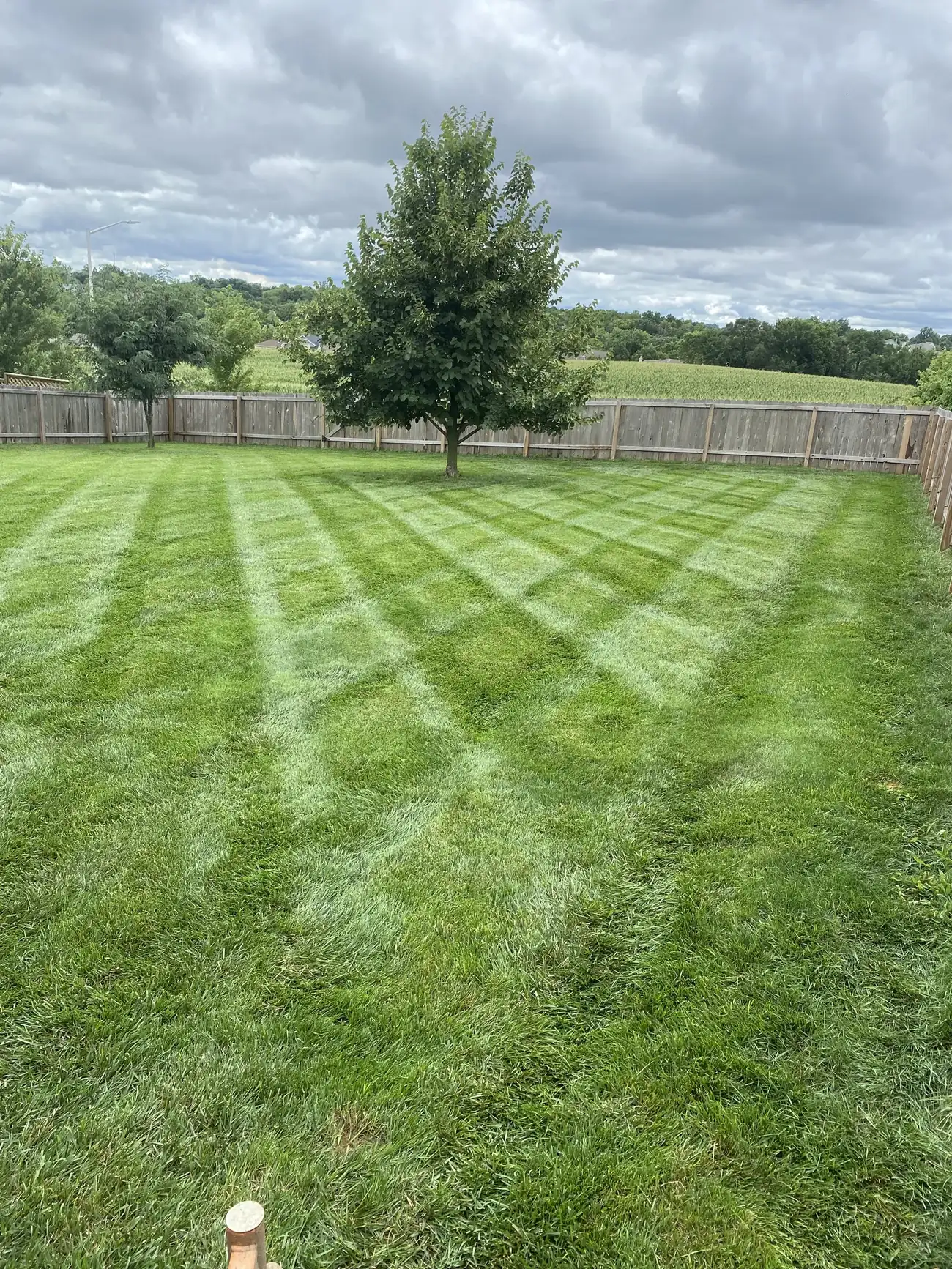 A fenced backyard mowed in a diamond checkerboard pattern, a young tree in the middle of the stripes