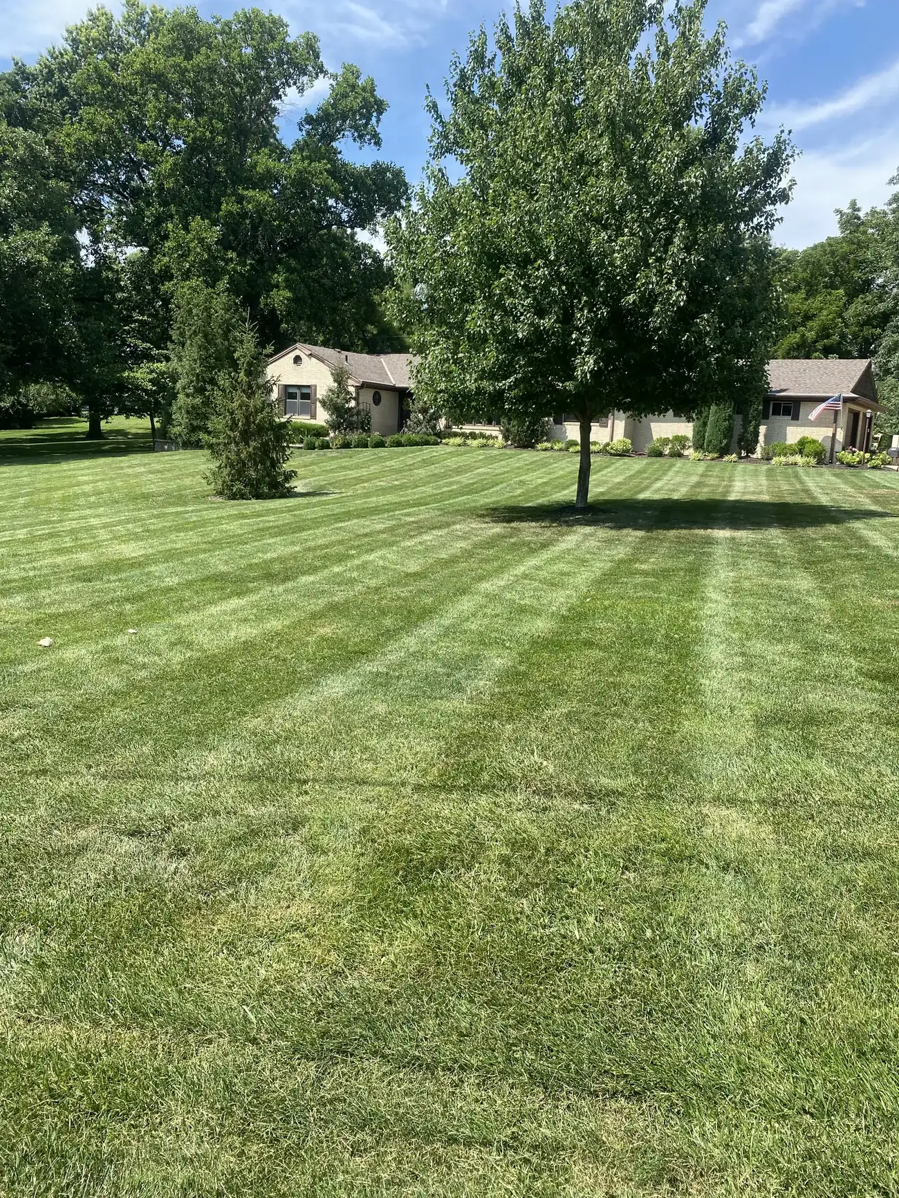 Long straight mowing stripes across a large open lawn with mature trees